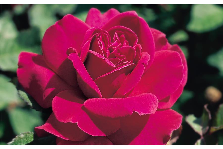 HYBRID TEA